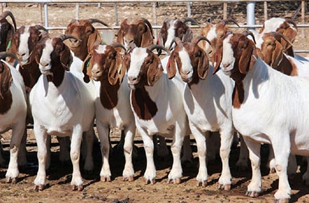 Goat eID study finds tag placement is key to retention
