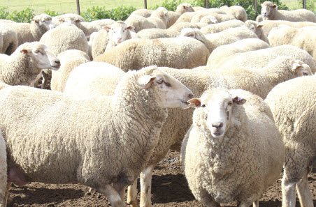 AuctionsPlus and MLA deliver integration of Sheep Genetics data