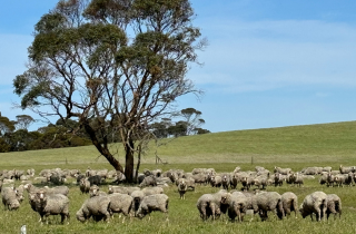 Sterile flies strike back on economic loss