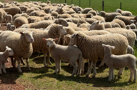 Setting ewe lambs up early for smoother seasons ahead