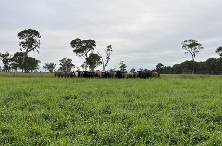 Weekly cattle and sheep wrap
