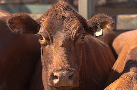 Sky-high cattle market