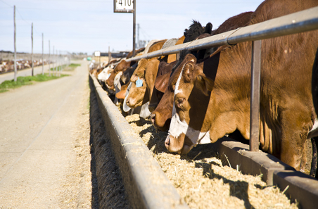 Preparing cattle for feedlot success