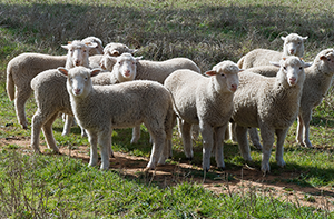 Lamb supply dynamics shape the market