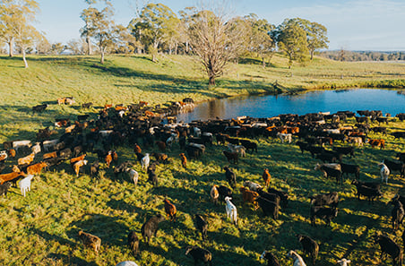 Financial year slaughter estimates: What impact did seasonal extremes have?