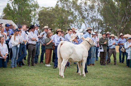 Two days of cattle insights, ideas and connection