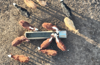 Eyes in the sky – increasing on-farm productivity