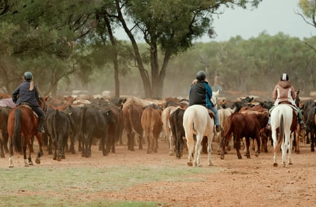 More than a cattle drive