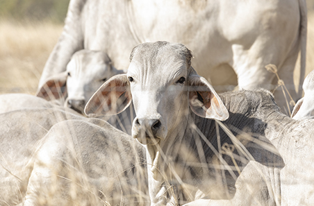 Weekly cattle and sheep market wrap
