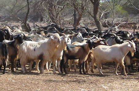 Goat industry beats all metrics: New 2026 Goatmeat Snapshot
