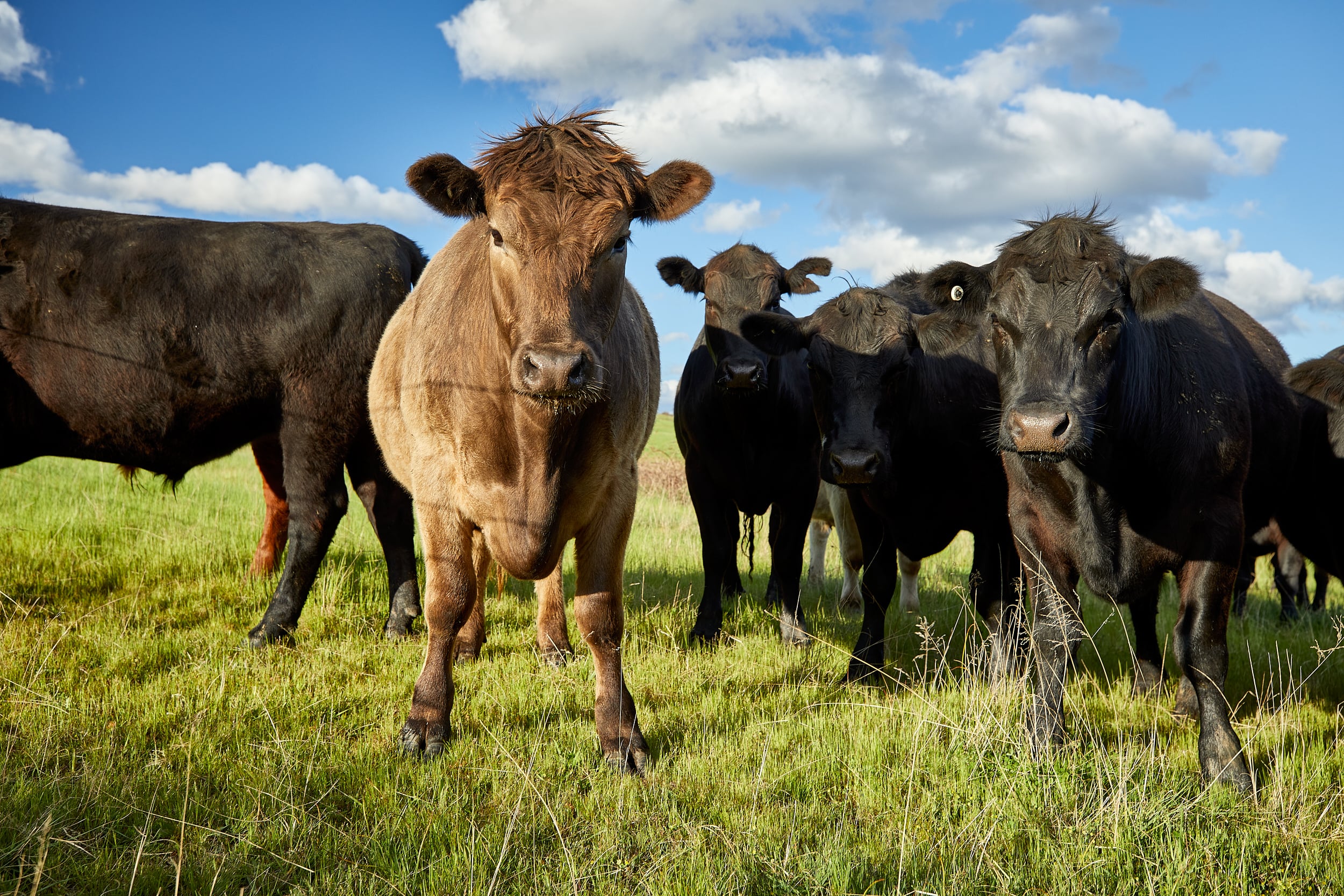 Australian Beef Sustainability Framework seeks sustainability experts