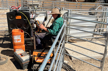 Detail in data delivers consistent lambing results