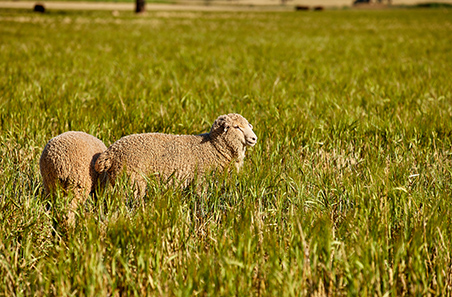 Weekly cattle and sheep market wrap