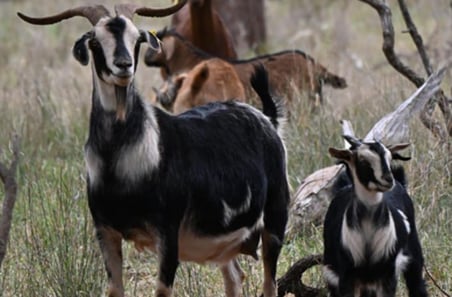 What’s been updated in goat welfare standards and guidelines?