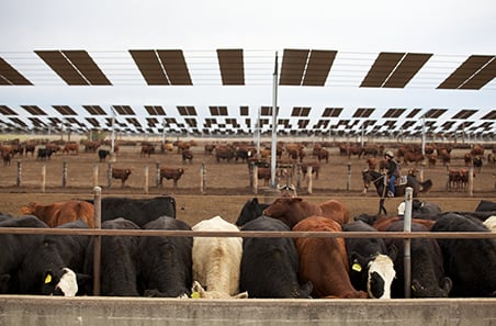New $45 million program launched to fast-track feedlot innovation and adoption
