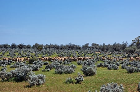 Weekly cattle and sheep market wrap