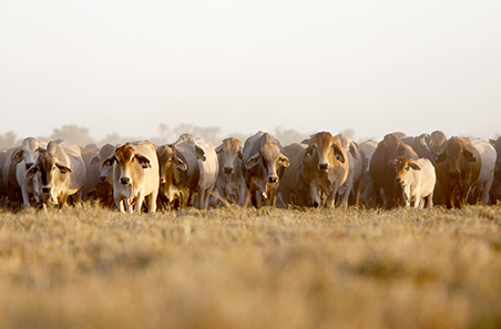 Record beef production expected as national herd remains above 30 million in 2026: MLA Cattle Industry Projections 2026