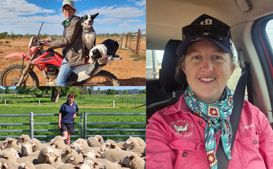 Three producers, three operations, shared lessons