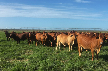 Highest weekly cattle slaughter since 2019