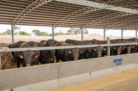 New equation powers feedlot decision making