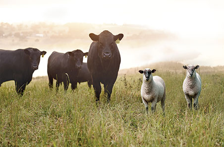 Cattle and sheep market wrap