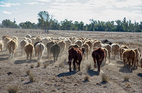 Weekly cattle and sheep market wrap