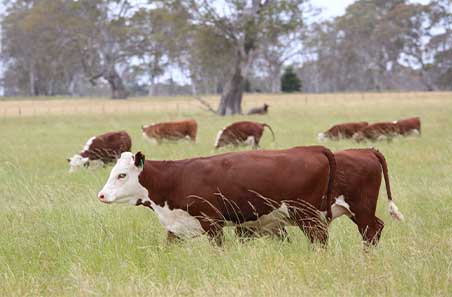 What’s ahead for the cattle market?
