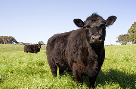 Slaughter volumes lift strongly in Q1 The National Tribune