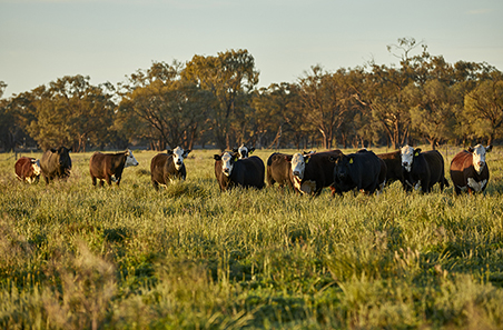 Record beef production forecast as national herd stabilises: MLA 2025 Cattle projections update