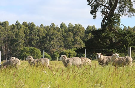 Weekly cattle and sheep market wrap