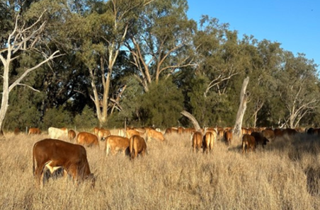 HerdFlow keeps producers ahead of the game