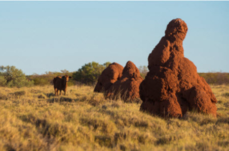 MLA and KNAC launch collaborative innovation program in the Pilbara