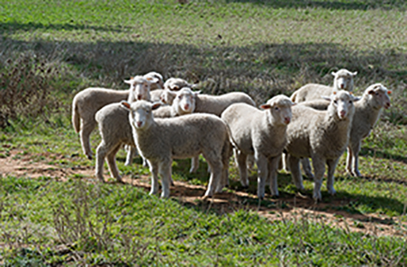 Victorian heavy lamb prices soften