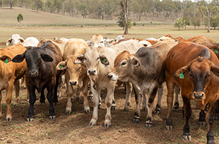 More beef from fewer cattle: how productivity is reshaping the herd